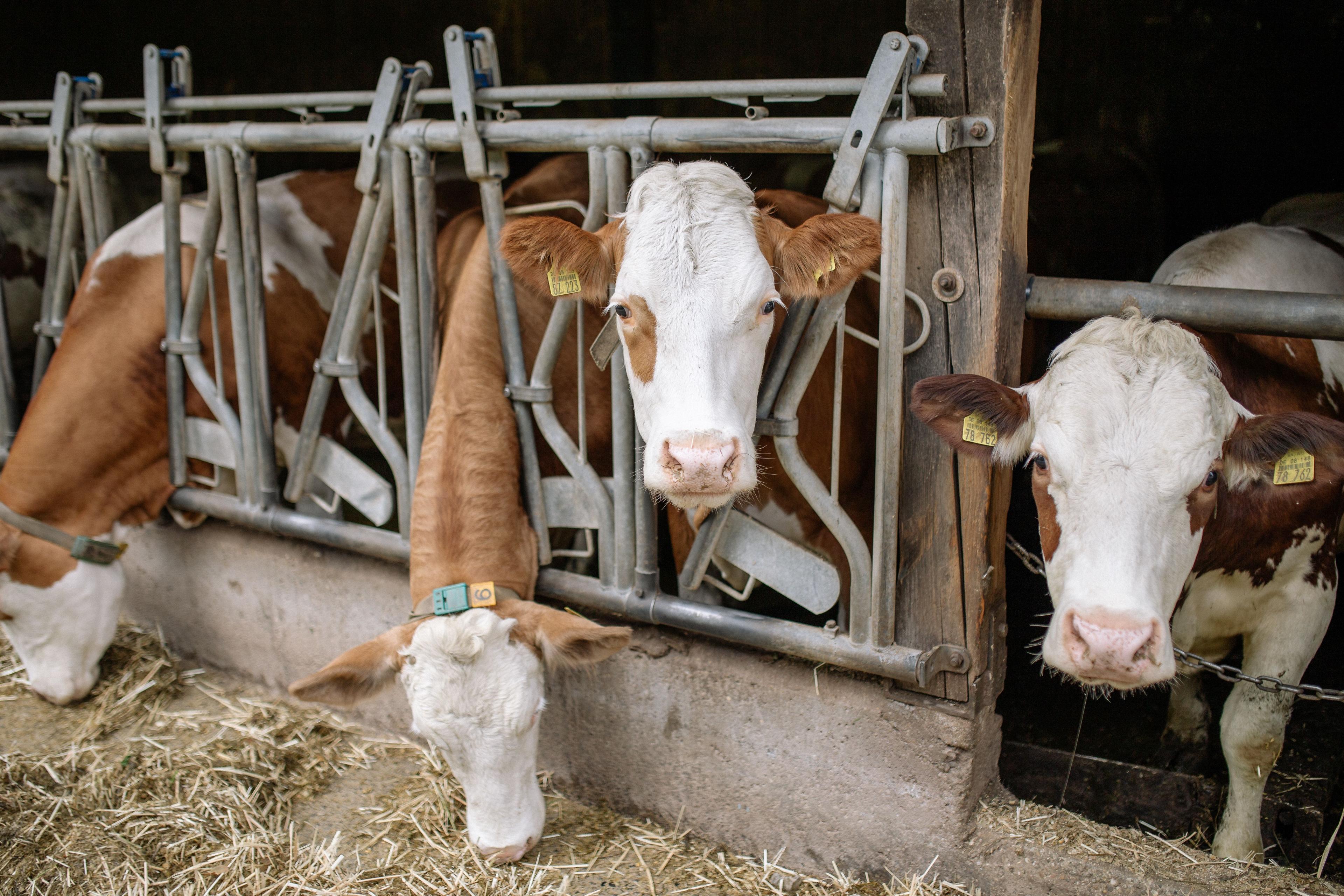 Livestock Auctions